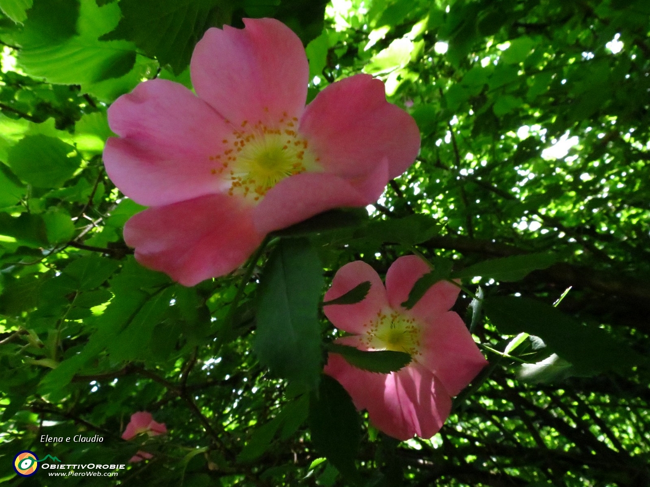 25 Rosa canina.JPG